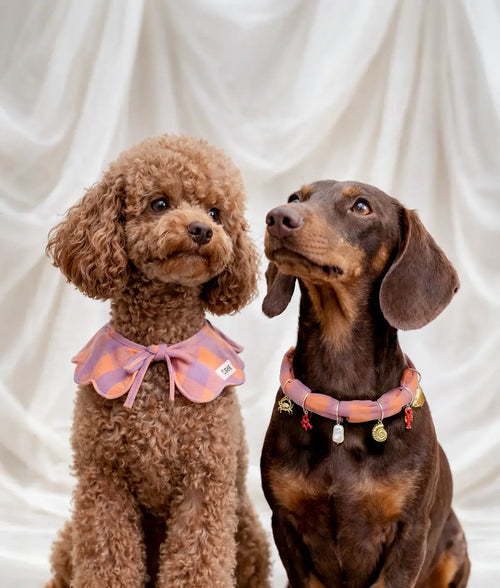CAFIDE Bandana-Halsband Lola Vichy Violett